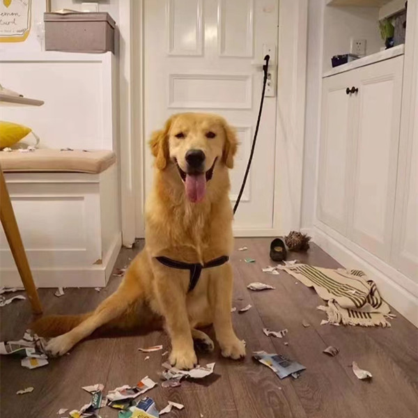 dogs like to dig holes?