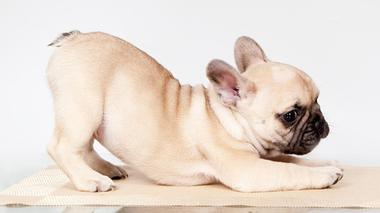 News and Events Pet Food Industry News News and Events  August 06, 2022 How to make pets live longer? These actions of the master are very important !