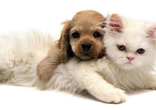 Do You Really Know Your Pet?