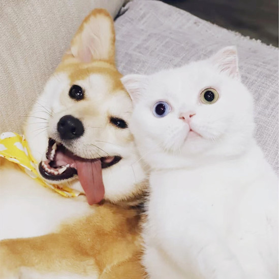 If it good for you,is it good for your pets?