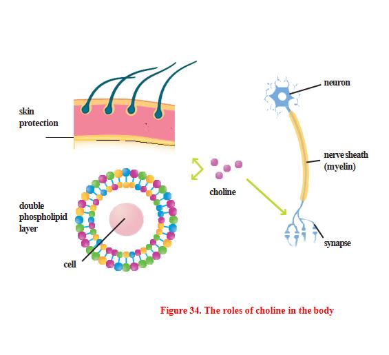 Do you know how choline essential for healthy liver function?