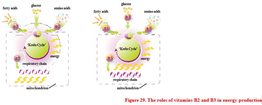 Do You Know What Other B vitamins Vital to Health?