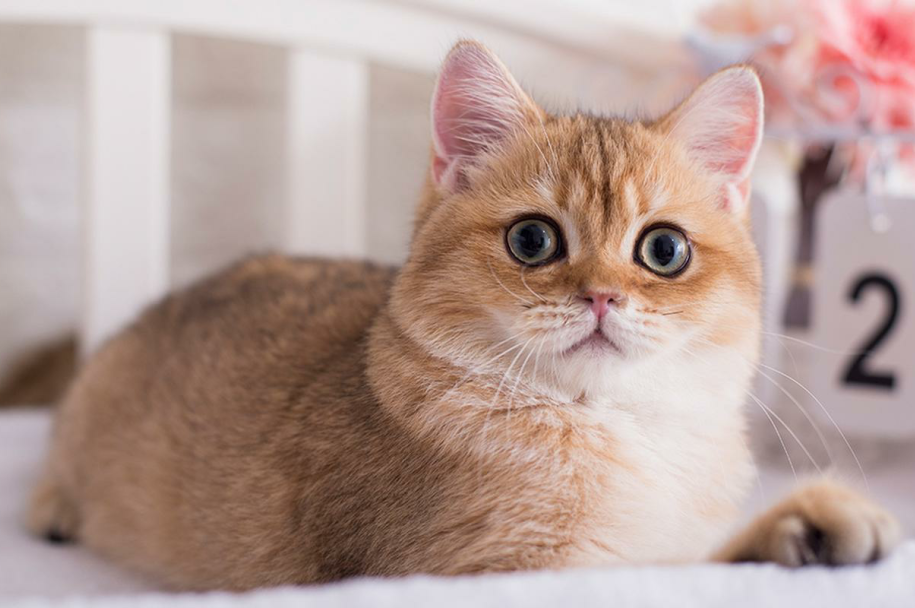 Bring More Happy Moments For Pet Families Is Our Mission