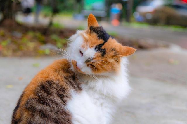 What causes cats to 