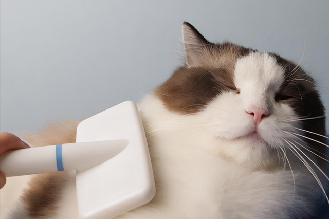 Why Do Many People Think Cats Are 